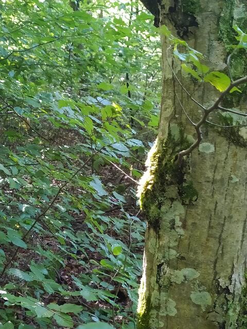 Foto: sigischlottke