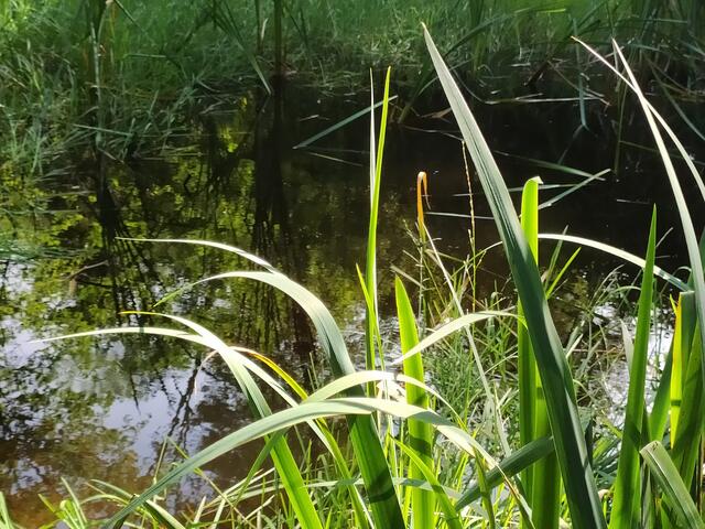 Foto: sigischlottke