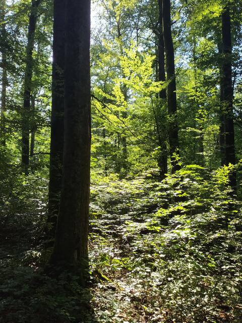 Foto: sigischlottke
