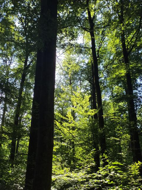 Foto: sigischlottke