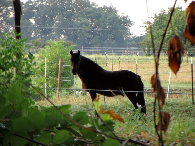 Der Hengst wundert sich über die Wanderer zu so früher Stunde | Foto: WandernGabyErich