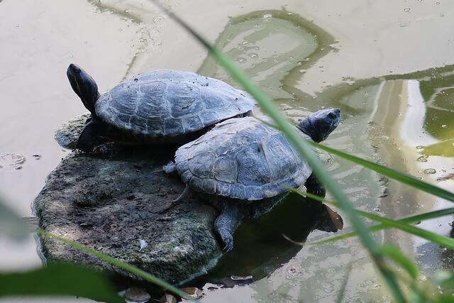 Schildkröten sind im Waldsee im Bad Rappenauer Stadtwald zu finden, zeigt Eduard Warenik. | Foto: Eduard Warenik