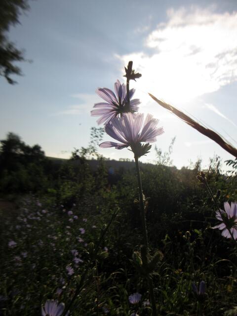 Die Wegwarten sind auch schon munter | Foto: WandernGabyErich
