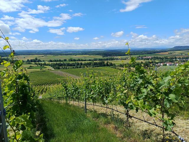 Viele Radtouren in der Region Heilbronn führen über die schönen Weinberge. | Foto: Schwäbischer Albverein Ortsgruppe Lauffen