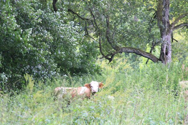 Waldkuh, hihi | Foto: Ralf Röser
