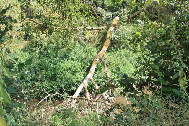 Totholz | Foto: Ralf Röser