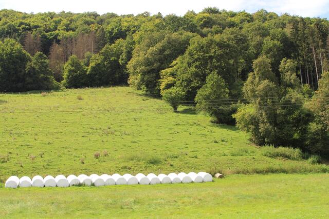 schee | Foto: Ralf Röser