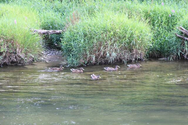 Entenfamilie | Foto: Ralf Röser