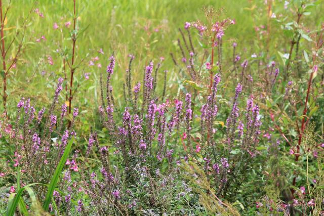 schee | Foto: Ralf Röser