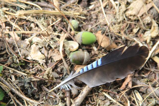 tolle Feder | Foto: Ralf Röser