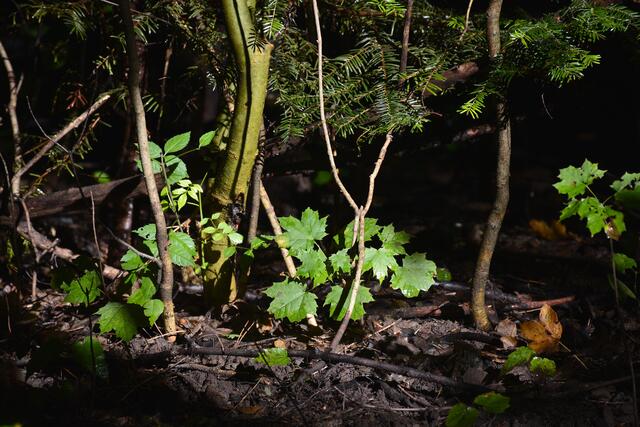 Die Morgensonne zauberte schönes Licht auf dem Waldboden. | Foto: Michael Harmsen