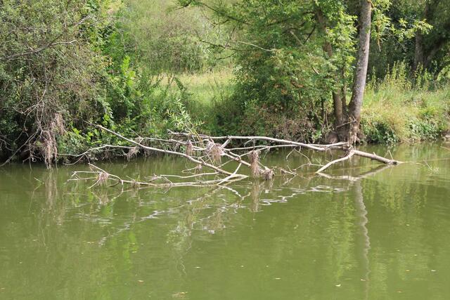 Jagst | Foto: Ralf Röser