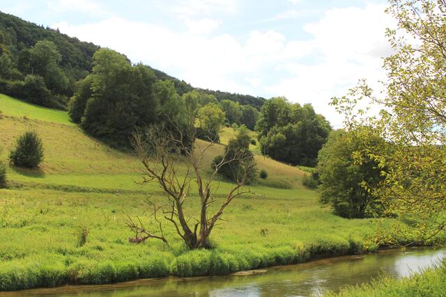 alt knorrig tot, aber Lebensraum für viele..... | Foto: Ralf Röser