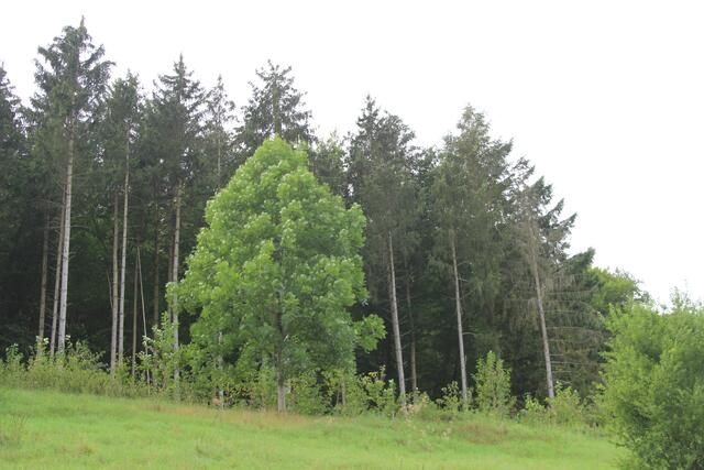 cool | Foto: Ralf Röser