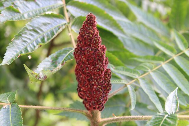 schee | Foto: Ralf Röser