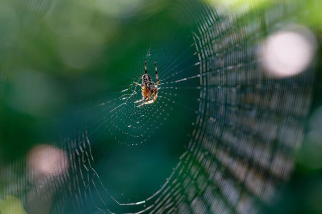   Eine Spinne spinnt ihr Netz. | Foto: Michael Harmsen