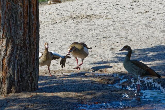 da geht's zur Sache! | Foto: WKY