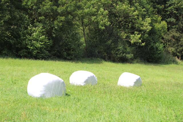 schee | Foto: Ralf Röser