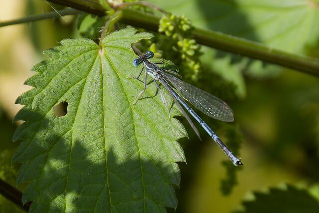 Ein kleine blue Libelle. | Foto: Michael Harmsen