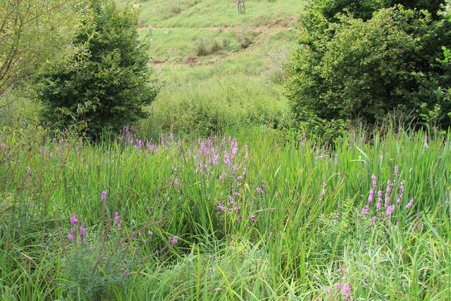 viele Feuchtgebiete | Foto: Ralf Röser