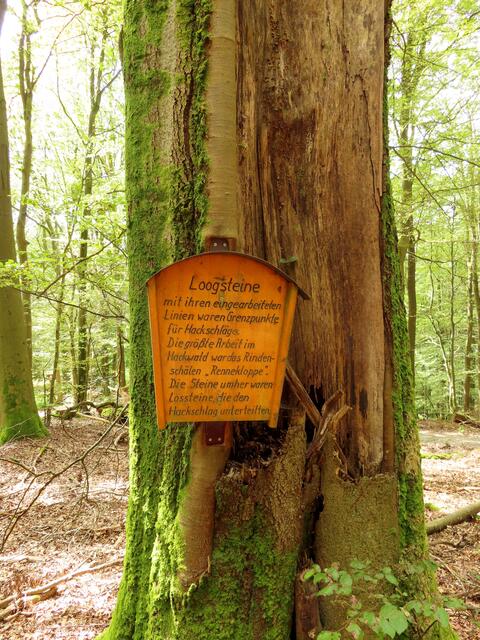 Rindenschälen | Foto: WandernGabyErich