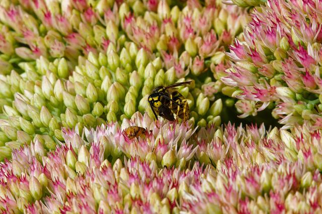 Wespe mit Beute | Foto: WKY