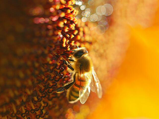 Foto: Uschi Dugulin