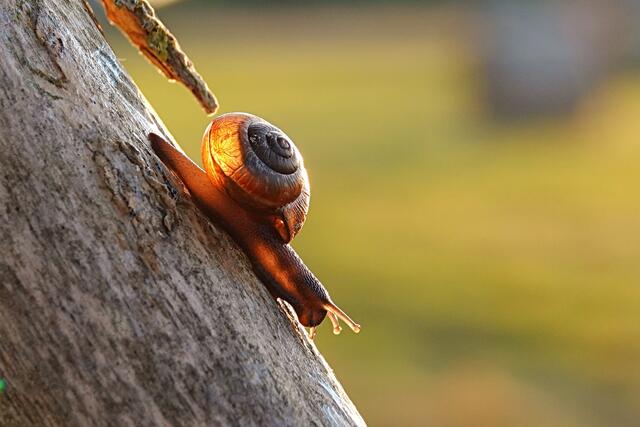 Bernsteinschnecke ;-) | Foto: Uschi Dugulin