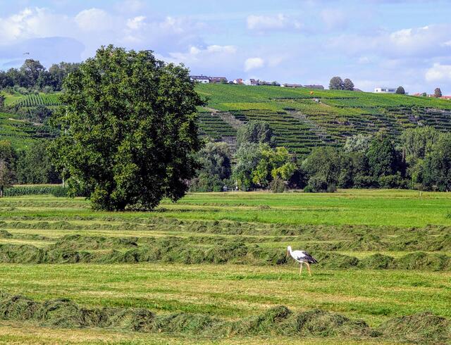 auf der Tour nach Besigheim | Foto: Ulrich Seidel