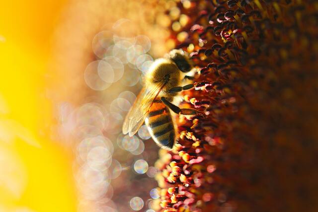 Foto: Uschi Dugulin