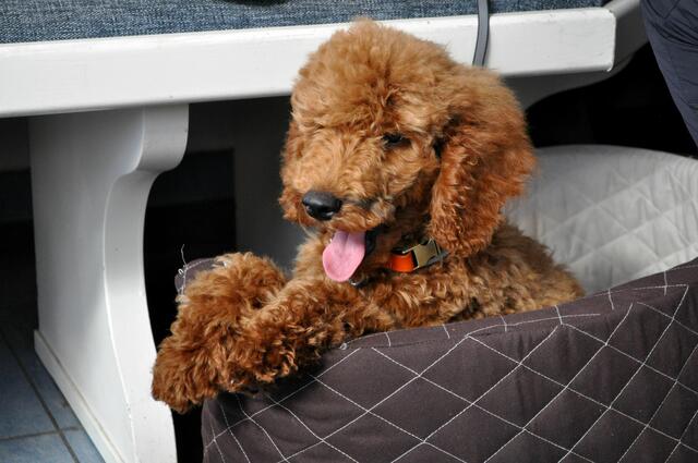 Benny. Total brav. | Foto: Daniela Somers