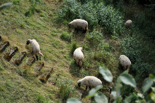 Eine kleine Schafherde ist hier fürs Rasen mähen zuständig. | Foto: Daniela Somers
