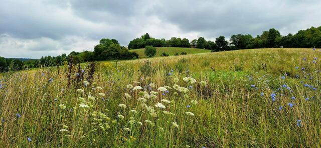 Die Wanderung des Schwäbischen Alpvereins - Ortsgruppe Weinsberg führt entlang von schönen Blumenwiesen. | Foto: Monika Breusch