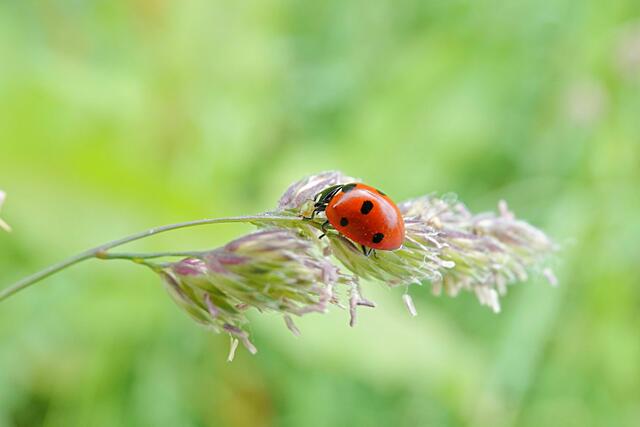 Allseits viel Glück ;-) | Foto: Uschi Dugulin