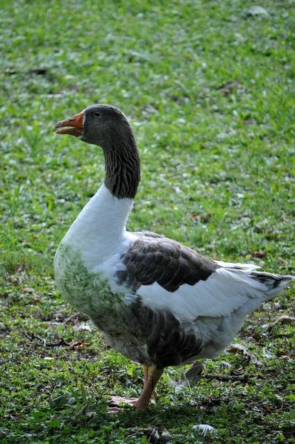 Schon auf der Südseite sind mir einige Gänse im Park aufgefallen. Die konnte ich aber nicht fotografieren. Dieses Exemplar war alleine auf der Westseite unterwegs. | Foto: Daniela Somers