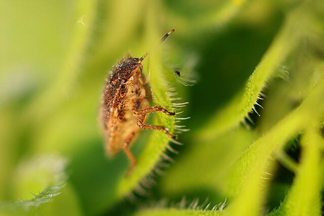 Mein Lieblingsmini ;-) | Foto: Uschi Dugulin