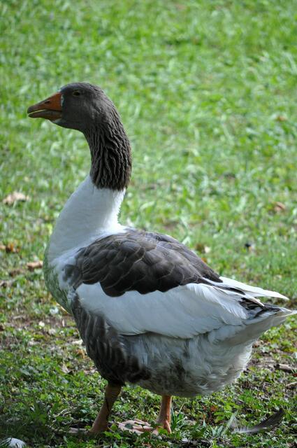 Gans im Schlosspark | Foto: Daniela Somers