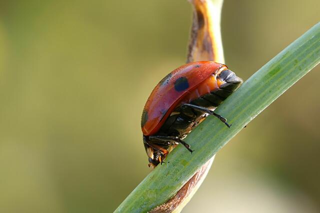 Leider nicht von vorne erwischt :-( | Foto: Uschi Dugulin