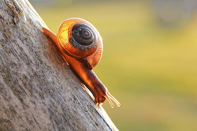 Foto: Uschi Dugulin