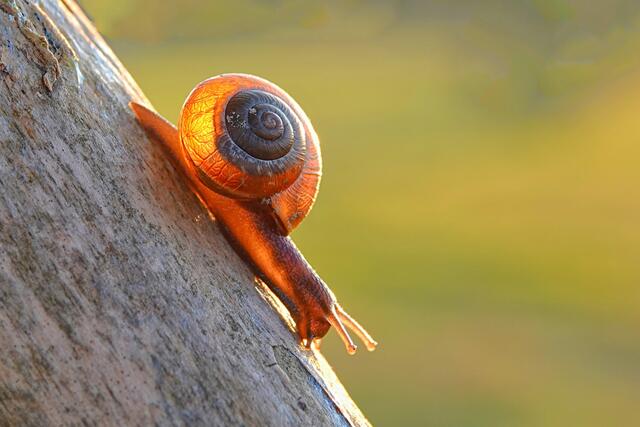 Foto: Uschi Dugulin