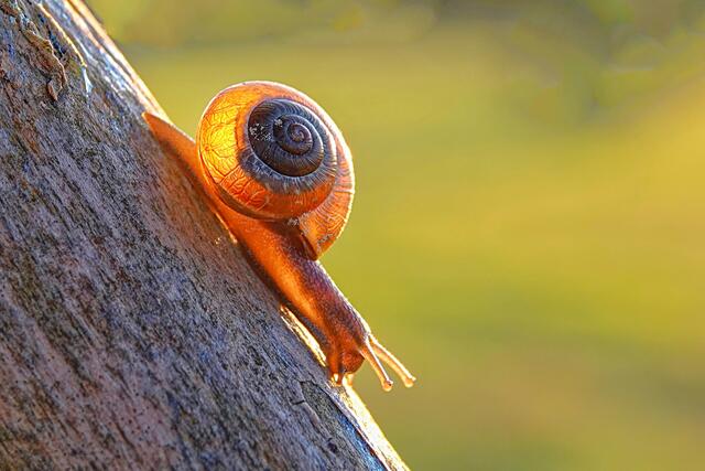 Foto: Uschi Dugulin
