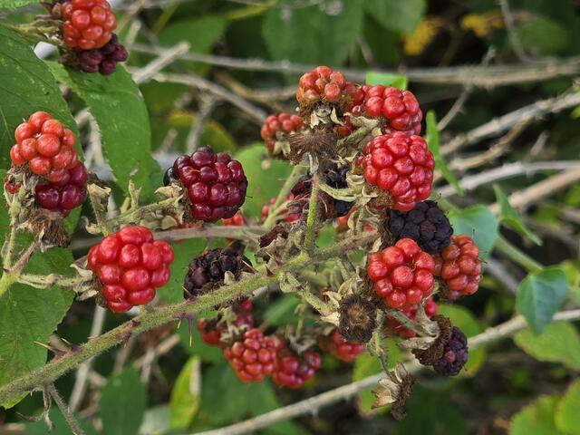 Brombeer | Foto: Heidrun Rosenberger