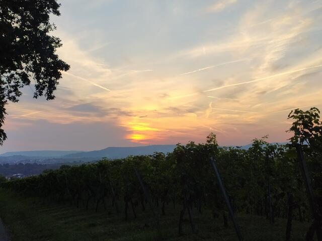 Die Reben hängen voller Trauben, die gerne noch ein paar Tage in der Sonne baden. Dann werden sie zuckersüß sein. | Foto: sigischlottke