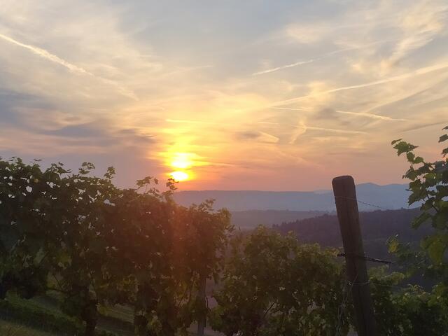 Blick über die Reben auf den Sonnenaufgang | Foto: sigischlottke