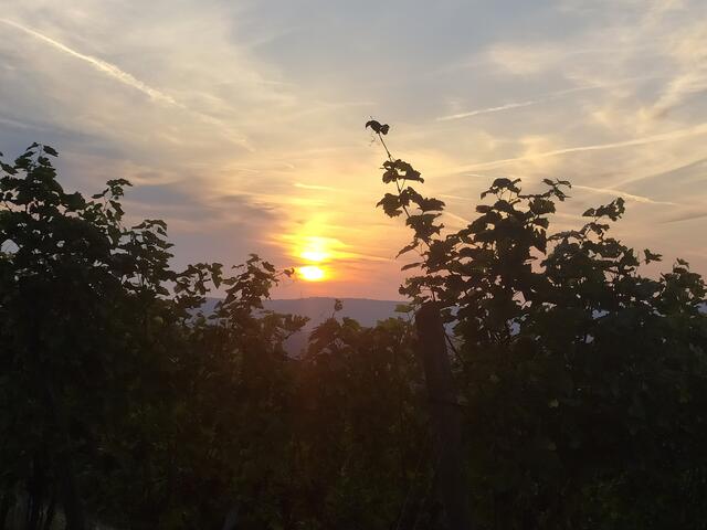 Die Reben sind ein schöner Rahmen für die Sonne. | Foto: sigischlottke