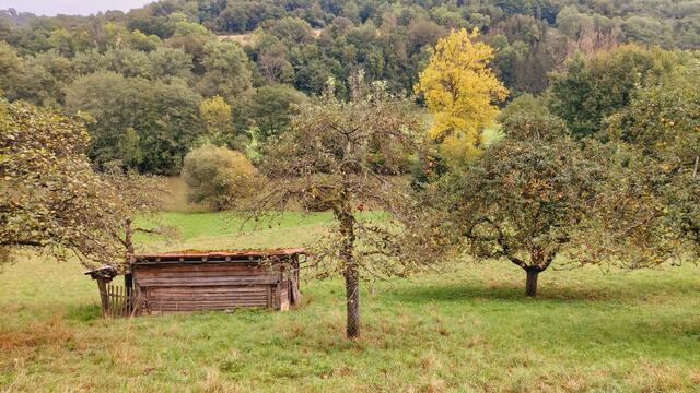 Streuobstwiese | Foto: Ralf Röser