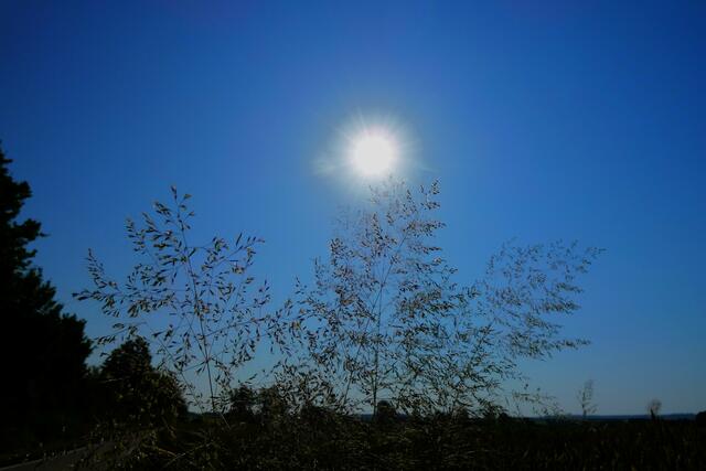 Auch Gräser beten die Sonne an | Foto: Konrad Schomerus