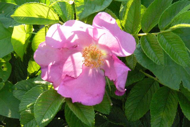 Rosige Sommerzeit | Foto: Konrad Schomerus