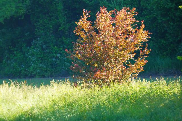 Ein busch genießt die Sommersonne | Foto: Konrad Schomerus