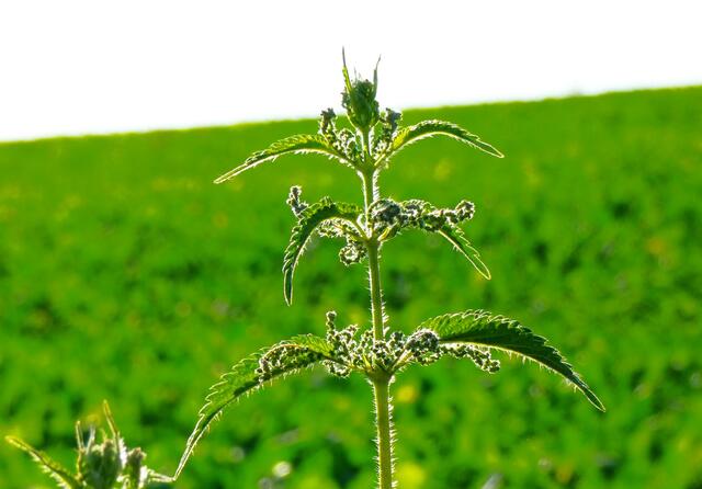 Ich brenne für die Sonne | Foto: Konrad schomerus